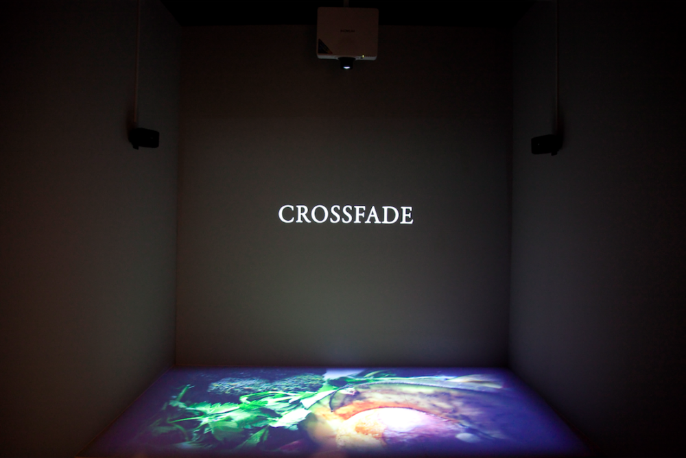 Crossfade Mario Asef wildpalms Biennale Daegu 