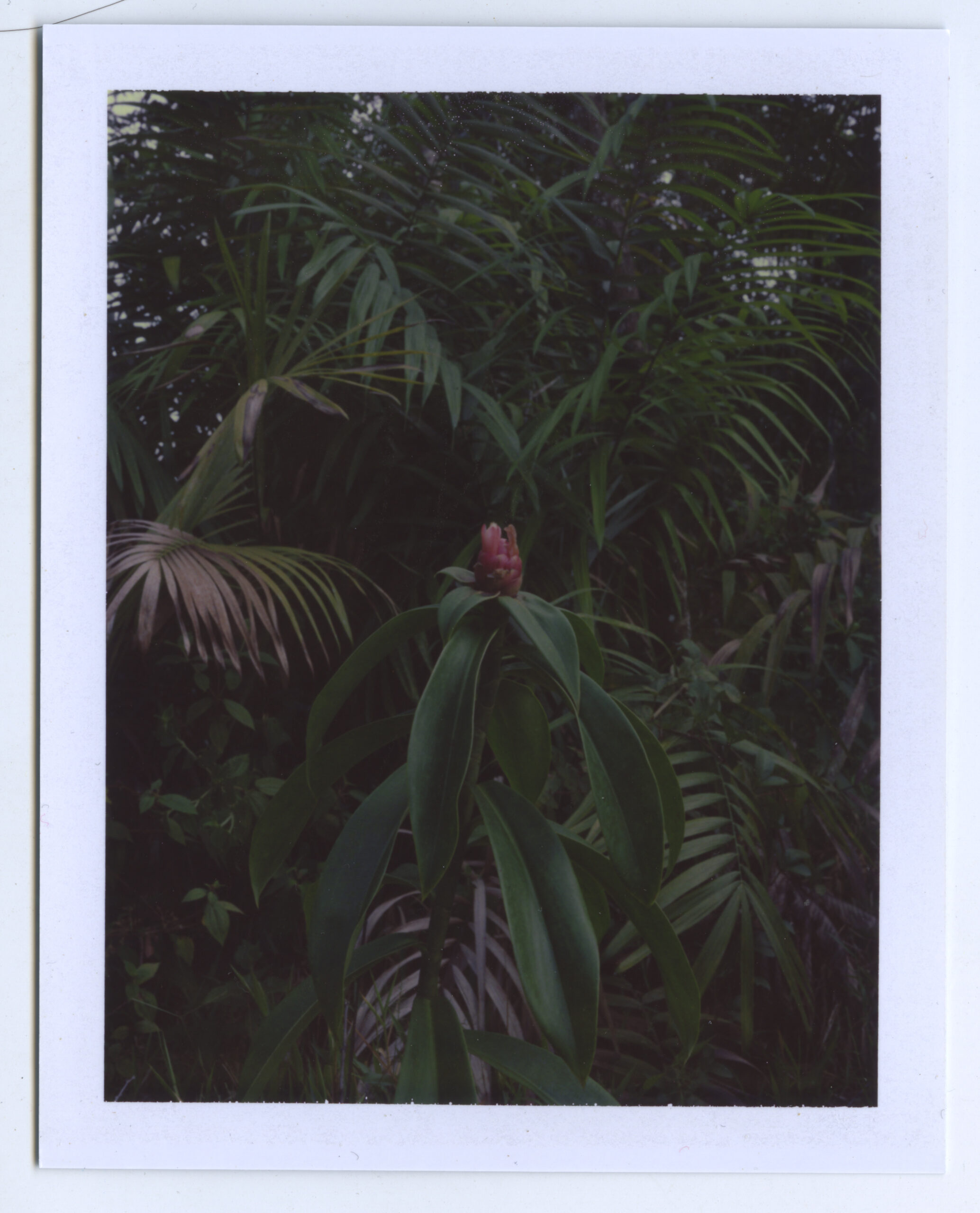 Polaroid Karen Paulina Biswell con planta exótica