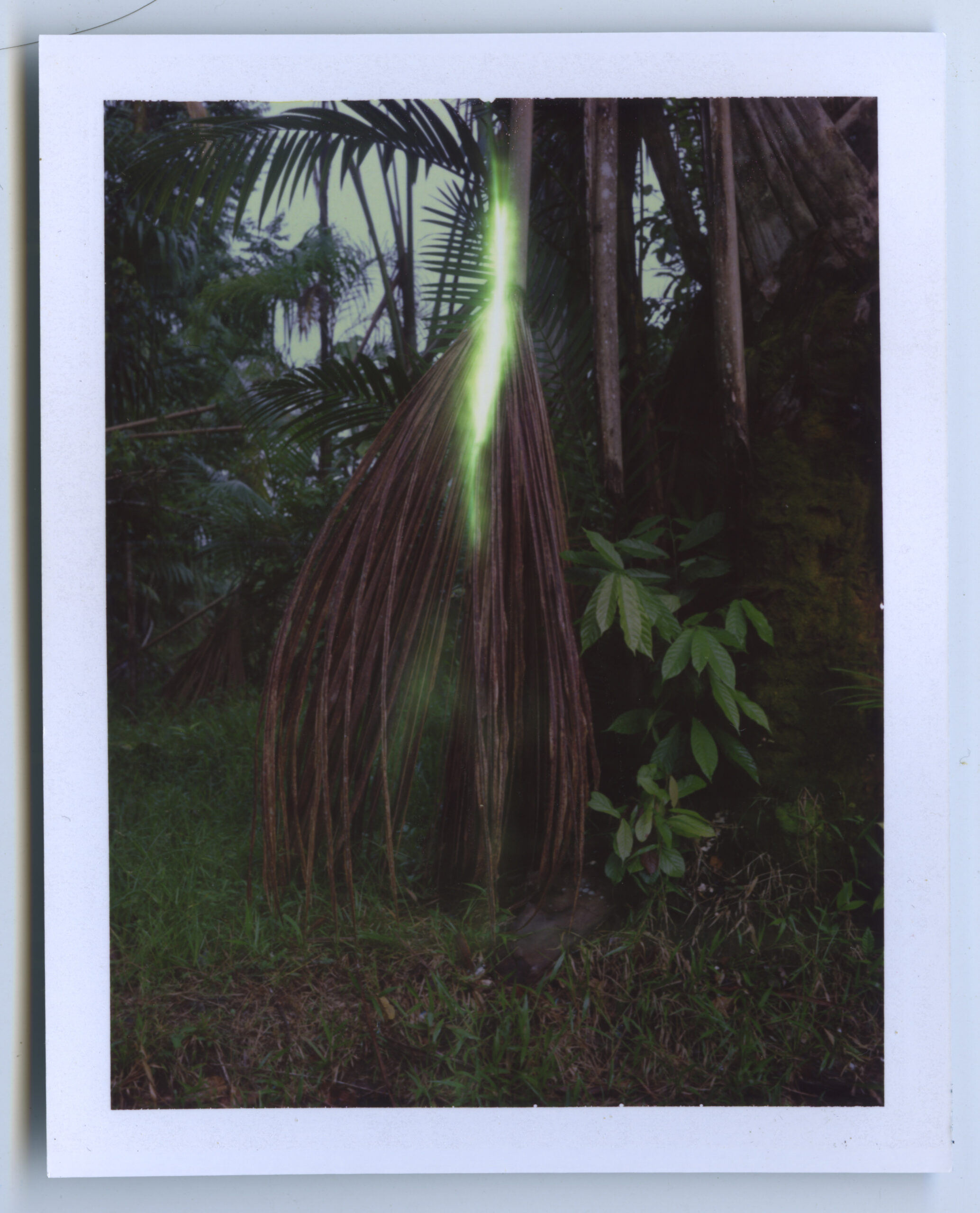 Polaroid con plantas exóticas del Amazonas