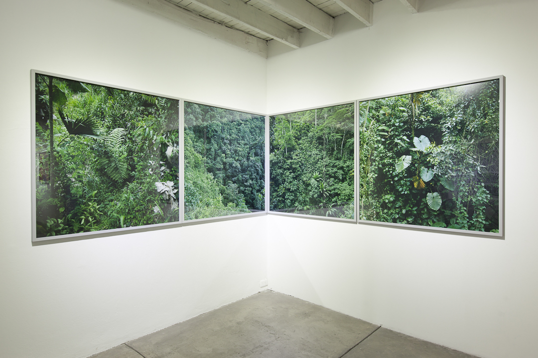 Karen Paulina Biswell fotografía analógica de la naturaleza y el paisaje en Colombia en el territorio embera. 4 grandes formatos con vegetación y plantas colgados en la pared de la galería