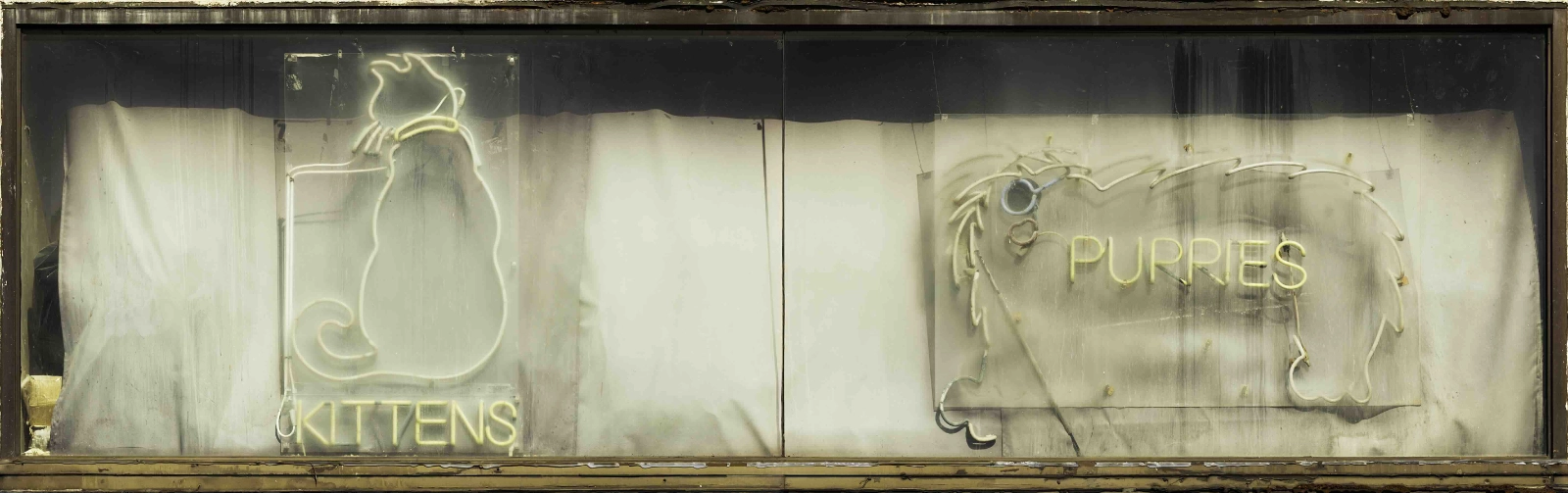 Charles Cohen. Window with Puppies and small cats