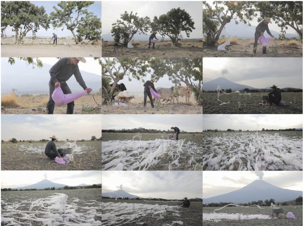 Screenshot of Mauricio Limon video cerniendo azucar, voice and nature in mexico wildpalms