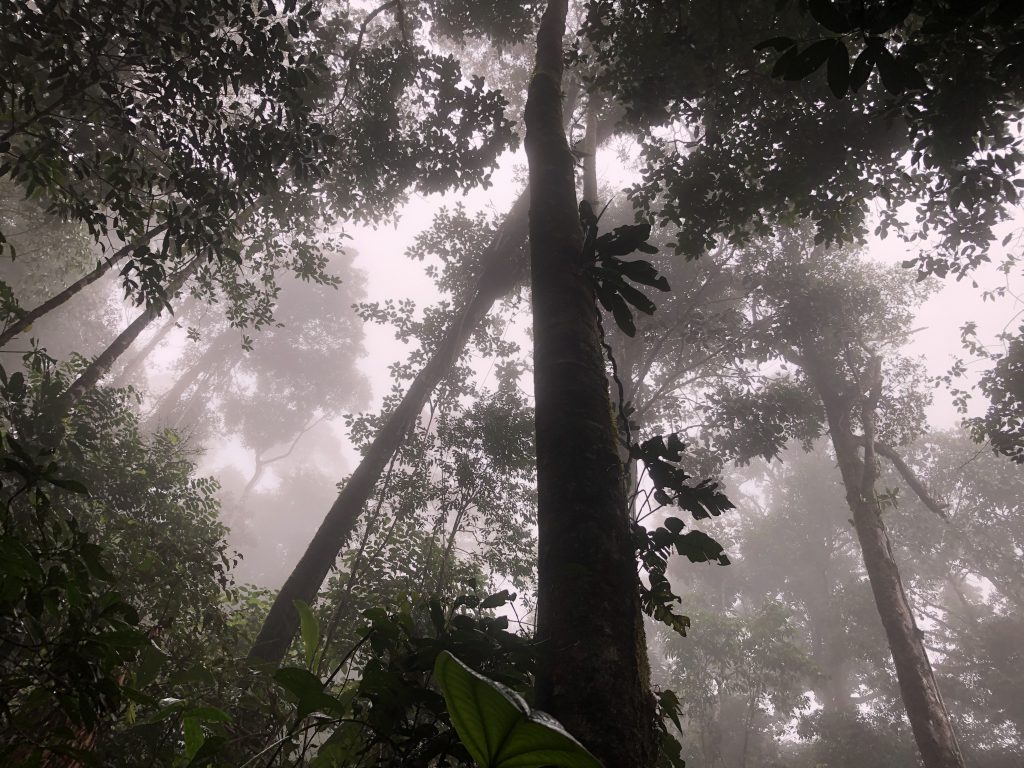Trees and fog, putumayo, Felipe Castelblanco for wildpalms
