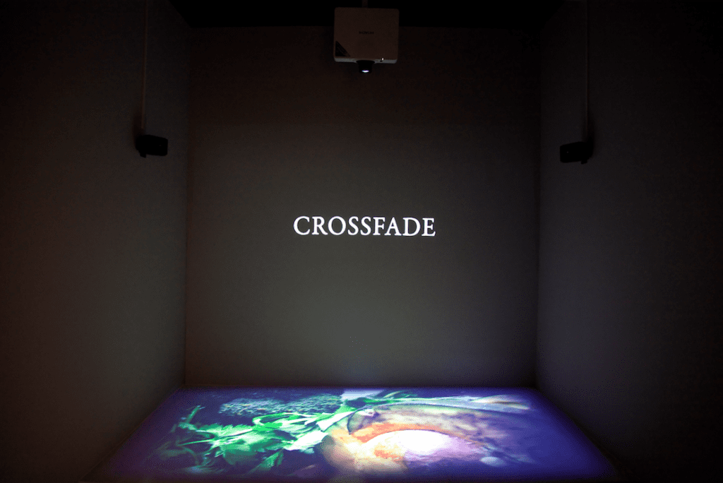 Crossfade Mario Asef wildpalms Biennale Daegu 