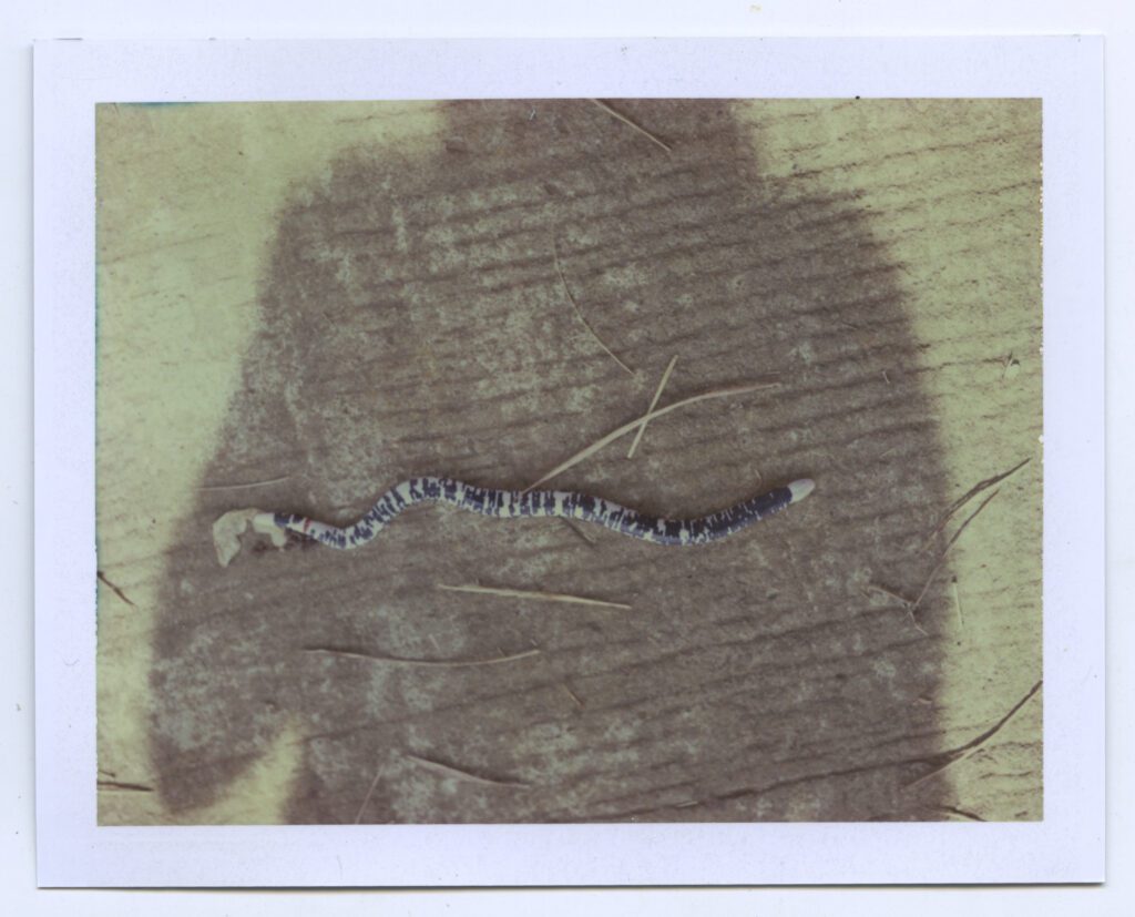 Amazonie snake Karen Paulina Biswell Polaroid wildpalms Colombia photography latinamerican female artist