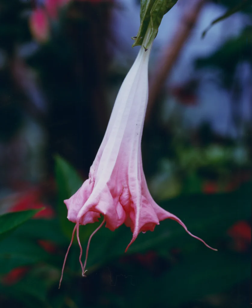 Karen Paulina Biswell Analog Photography Datura Flower