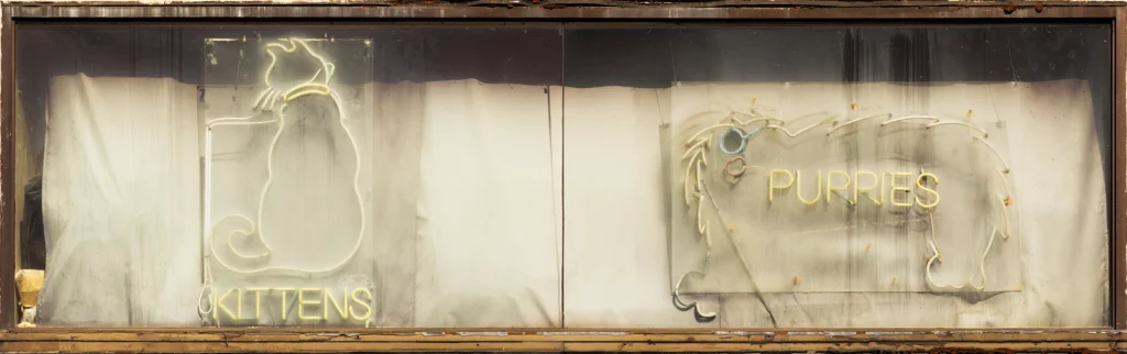 Charles Cohen, American photographer. Pets and Kittens window