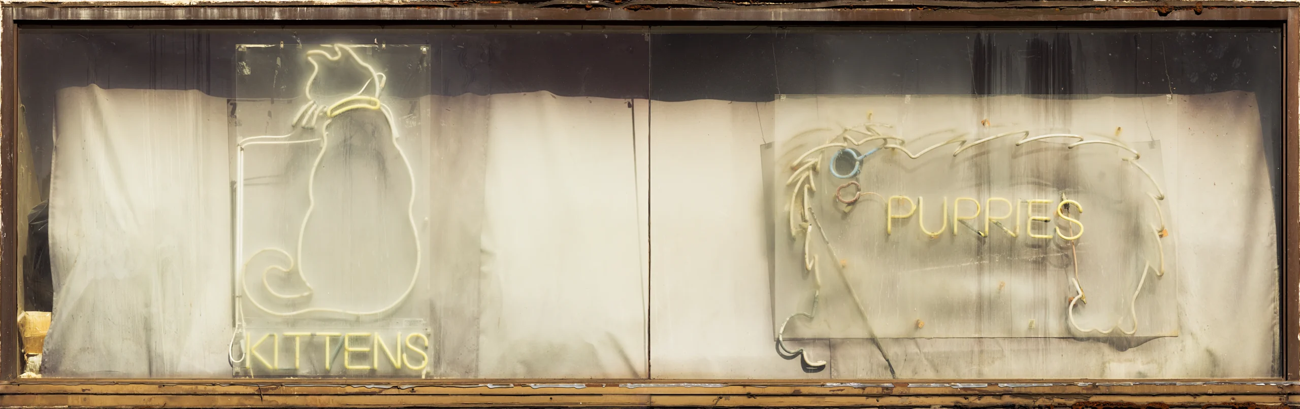 Charles Cohen, American photographer. Pets and Kittens window