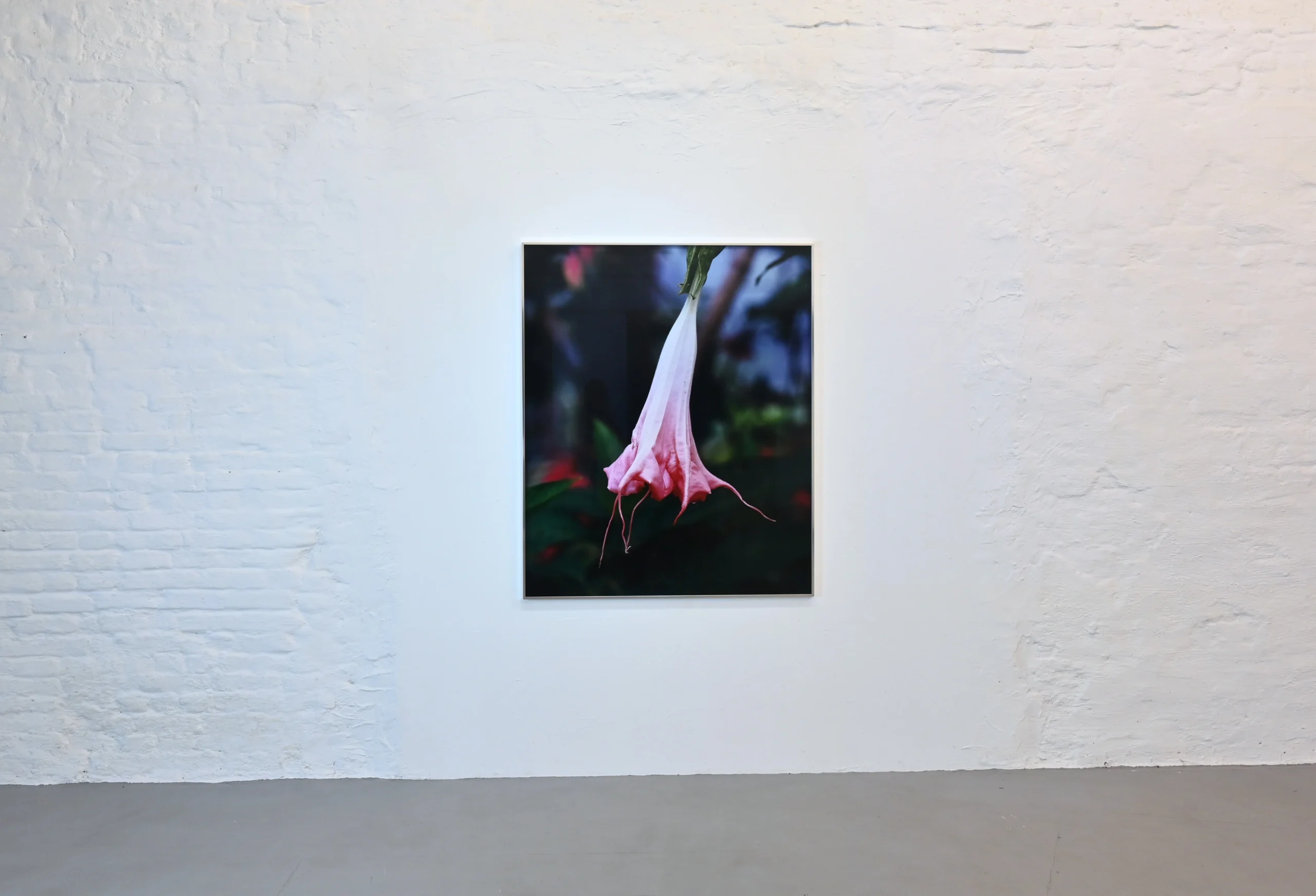 KIMA exhibition view at wildpalms featuring Karen Paulina Biswell’s framed photograph of an Iguaka flower