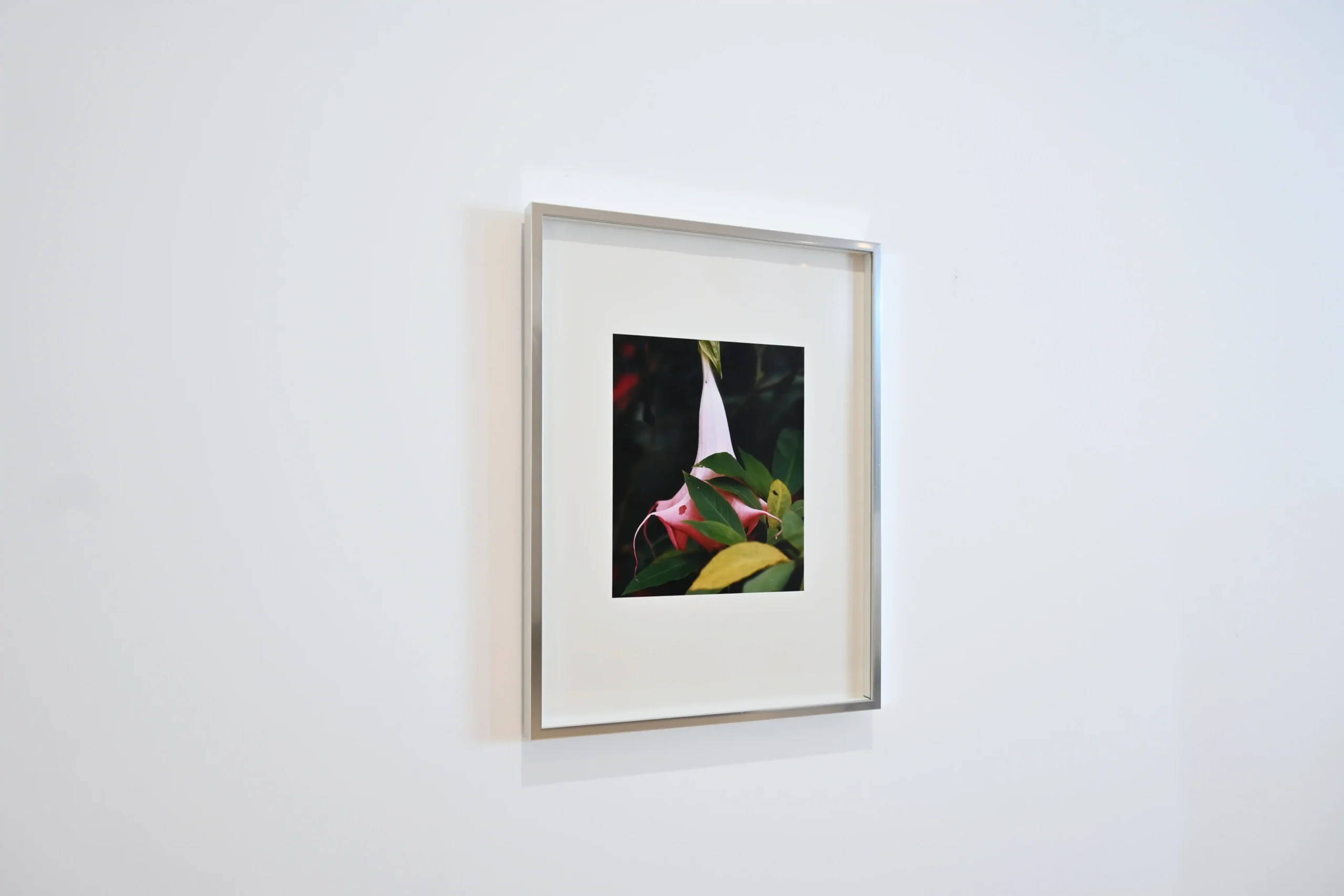 KIMA exhibition view of a framed photograph of an Iguaka flower on a white wall