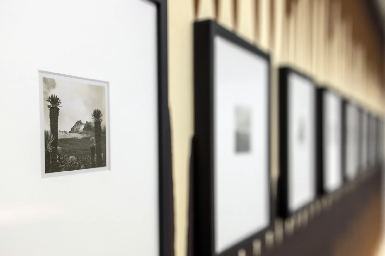 Erwin Kraus, Quindio, 1940, vintage silver gelatin print, Te de Bogota, curated by Jorge Sanguino